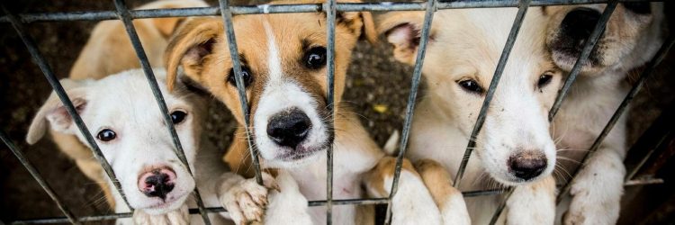 Adopting a Pet: What You Need to Know Before Bringing a New Friend Home