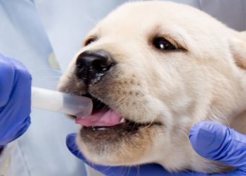 Fleas, Ticks, and Worms: Protecting Your Pet from External and Internal Parasites