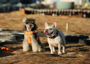 The Emotional Bonds Between Pets and Their Owners: Why It Matters