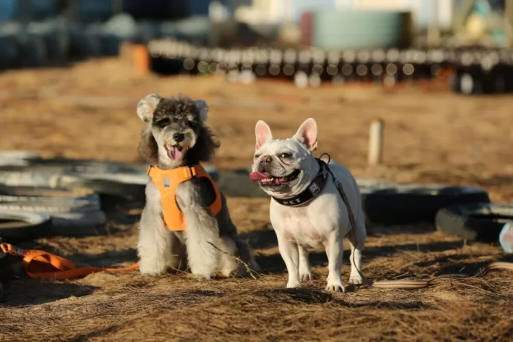 The Emotional Bonds Between Pets and Their Owners: Why It Matters