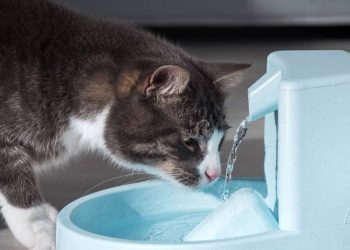 Hydration for Pets: Why Water is Just as Important as Food
