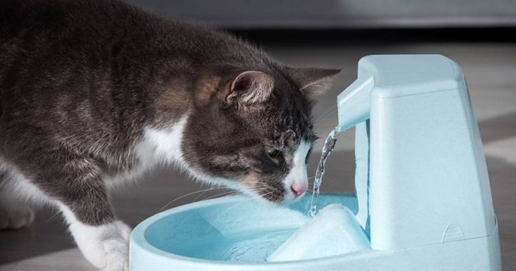 Hydration for Pets: Why Water is Just as Important as Food