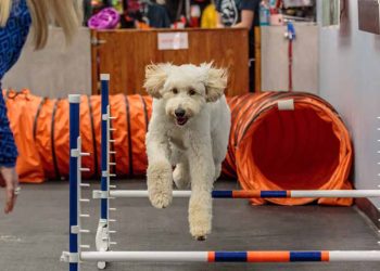 Advanced Dog Training: How to Teach Your Dog Complex Commands and Tricks