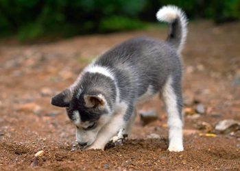 How to Stop Destructive Pet Behaviors: Tackling Chewing, Scratching, and More