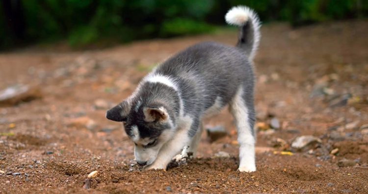 How to Stop Destructive Pet Behaviors: Tackling Chewing, Scratching, and More