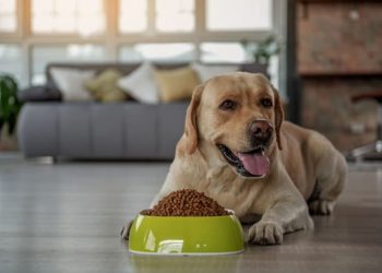 Feeding Seniors: How to Tailor Your Older Pet’s Diet for Their Changing Needs