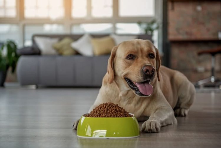 Feeding Seniors: How to Tailor Your Older Pet’s Diet for Their Changing Needs