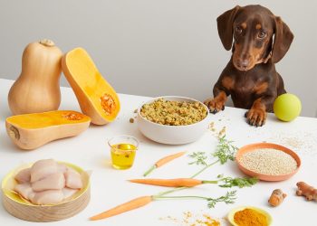Top 5 Superfoods to Boost Your Pet’s Immune System