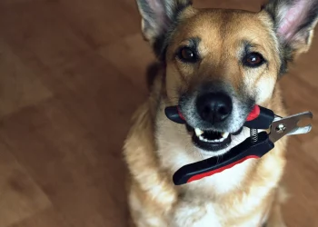 Nail Care 101: The Do’s and Don’ts of Pet Nail Trimming