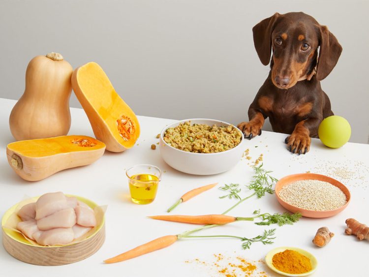 Top 5 Superfoods to Boost Your Pet’s Immune System
