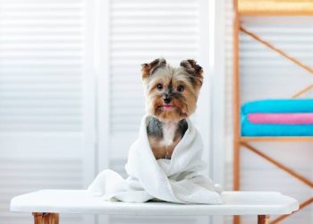 Brush Up on Grooming: How to Keep Your Pet’s Coat Shiny and Healthy