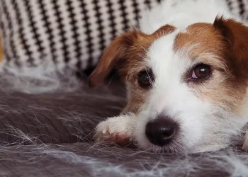 Dealing with Pet Shedding: How to Control Excess Fur in Your Home