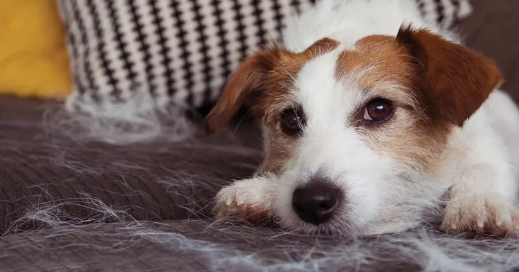 Dealing with Pet Shedding: How to Control Excess Fur in Your Home