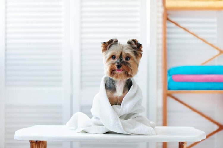 Brush Up on Grooming: How to Keep Your Pet’s Coat Shiny and Healthy