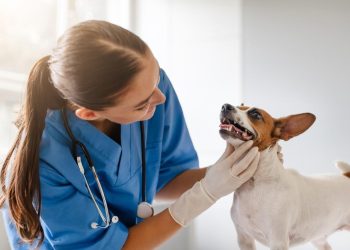 The Pros and Cons of Raw Diets for Pets: Is It Right for Your Companion?