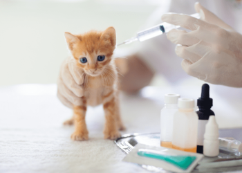 Pet Vaccinations 101: What Vaccines Does Your Pet Really Need?