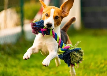 Is Your Pet Overweight? Tips for Managing Your Pet’s Weight Through Diet