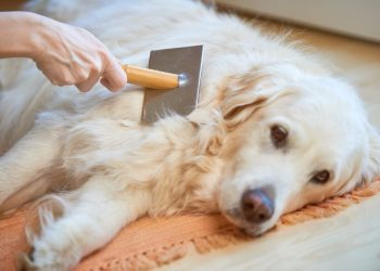 Dealing with Pet Dandruff: Causes, Prevention, and Treatment Options