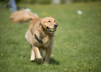 Decoding Your Pet’s Body Language: What Are They Really Trying to Tell You?