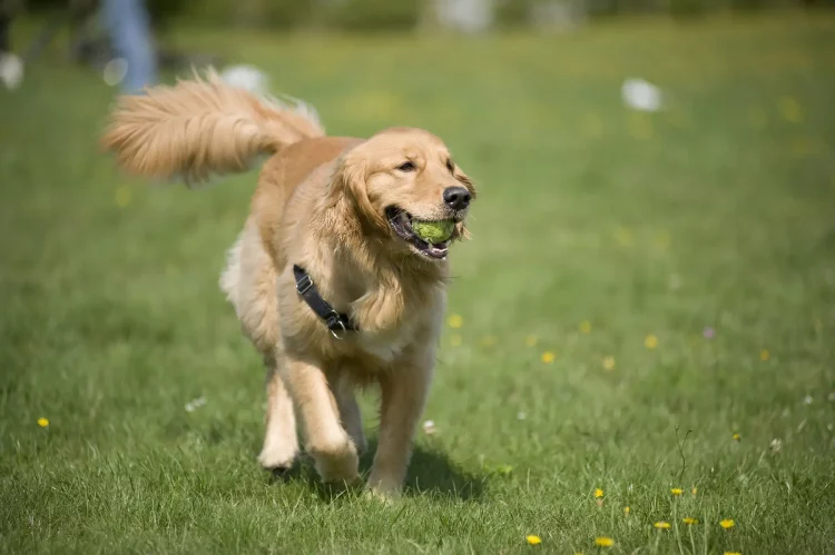 Decoding Your Pet’s Body Language: What Are They Really Trying to Tell You?