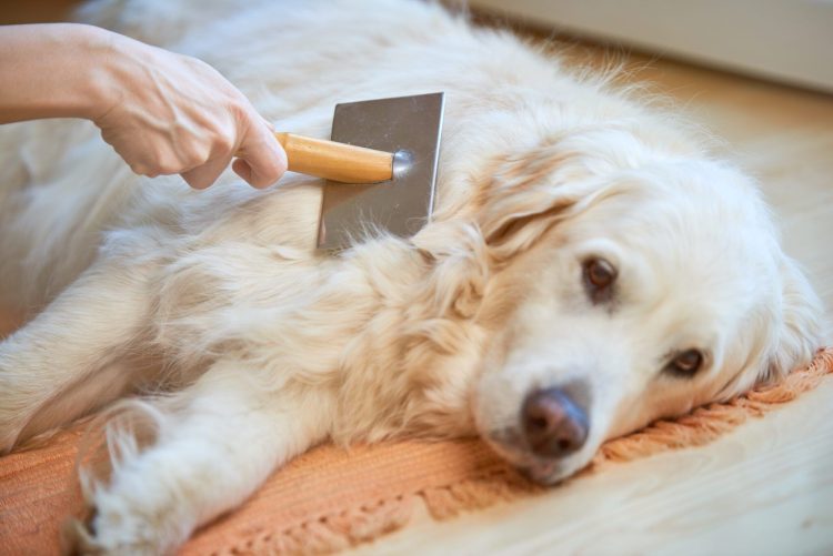 Dealing with Pet Dandruff: Causes, Prevention, and Treatment Options