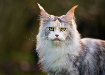 The Most Common Dog and Cat Breeds: Characteristics and Care Tips