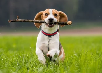 How Pets Communicate with Each Other: Understanding Animal Social Behavior