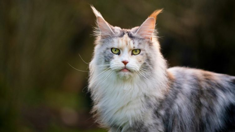 The Most Common Dog and Cat Breeds: Characteristics and Care Tips