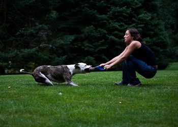 Pets and Their Natural Instincts: How Understanding Them Enhances Care