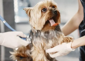 The Importance of Preventative Care: How Regular Vet Check-ups Can Save Your Pet’s Life