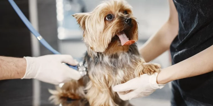 The Importance of Preventative Care: How Regular Vet Check-ups Can Save Your Pet’s Life