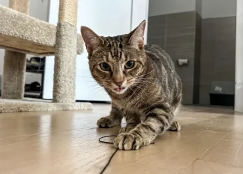 Training Your Cat: Tips for Litter Box Training and More