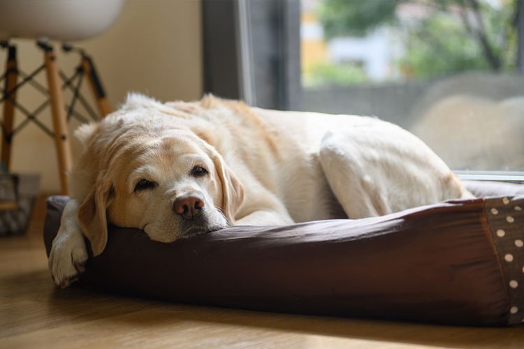 Common Pet Health Issues: How to Spot the Symptoms Early
