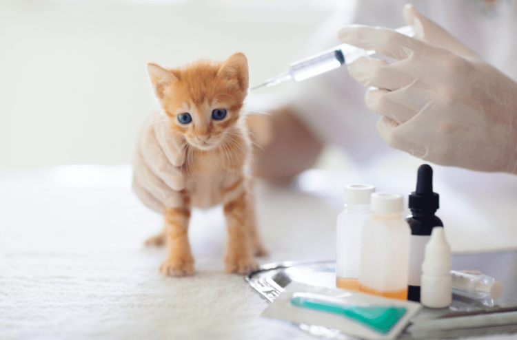 Pet Vaccinations 101: What Vaccines Does Your Pet Really Need?