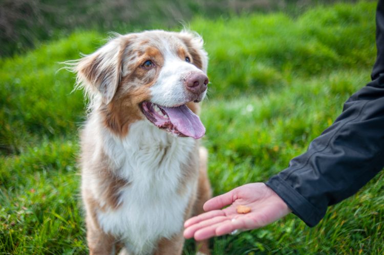 Understanding Positive Reinforcement: How to Train Your Pet Without Punishment