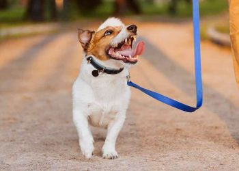 Training Your Pet to Walk on a Leash: Techniques for Teaching Polite Leash Walking