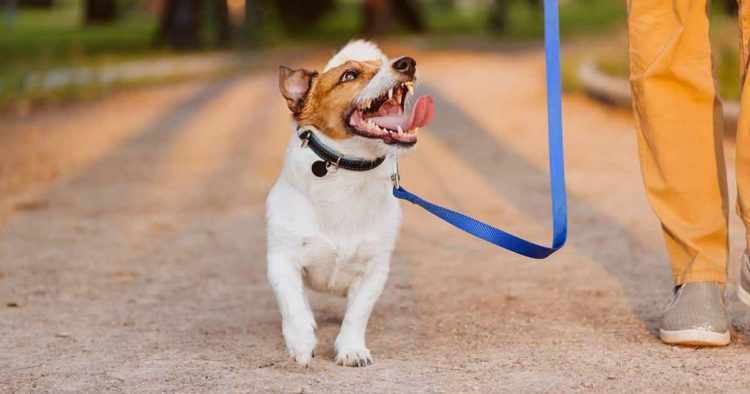 Training Your Pet to Walk on a Leash: Techniques for Teaching Polite Leash Walking