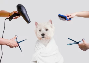 How to Groom Your Pet: A Beginner’s Guide to Pet Hygiene