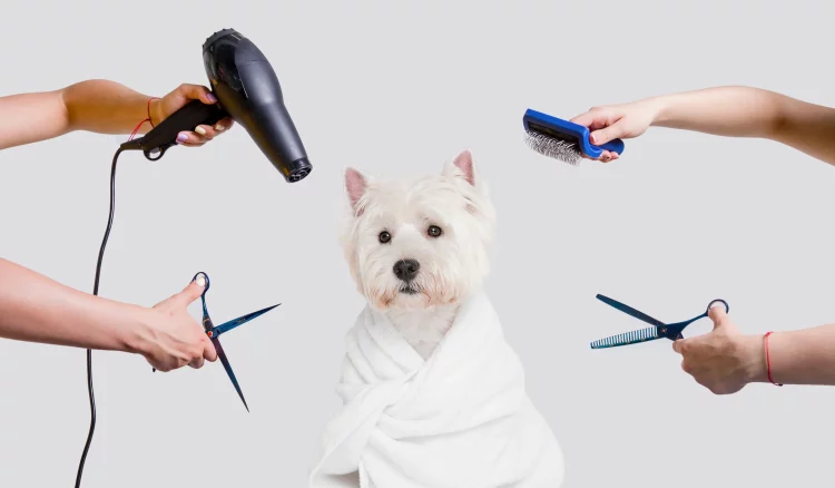 How to Groom Your Pet: A Beginner’s Guide to Pet Hygiene