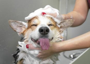 How Often Should You Bathe Your Pet?