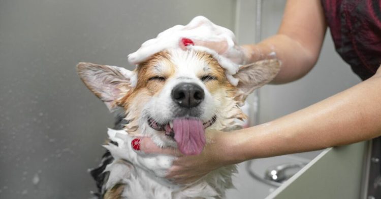 How Often Should You Bathe Your Pet?