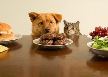 What Should My Pet Eat for the Best Health?