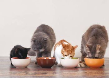 Freeze-Dried Food vs. Regular Dry Food: Which One is Better for Pets’ Nutritional Needs at Different Life Stages?