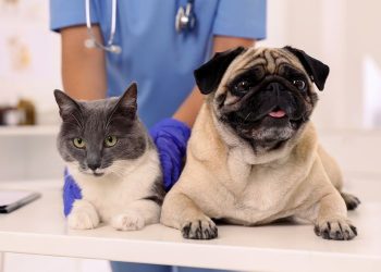 Pet Diabetes Diet Management: How to Control Blood Sugar Levels Through Scientific Feeding?