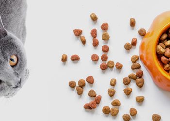 How to Choose the Right Food for Your Pet Based on Their Age