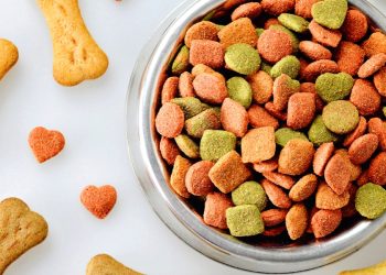 Common Foods to Avoid in Your Pet’s Diet