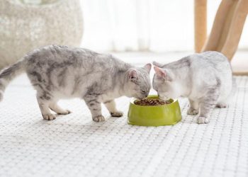 Scheduled Feeding vs. Free-Feeding: Which Method is More Effective in Preventing Pet Obesity?