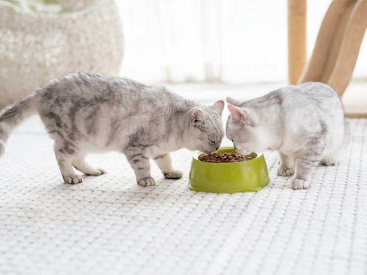 Scheduled Feeding vs. Free-Feeding: Which Method is More Effective in Preventing Pet Obesity?