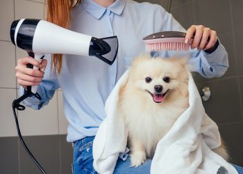 How Grooming Can Strengthen the Bond with Your Pet