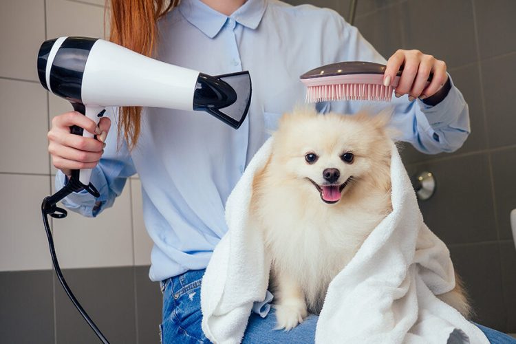 How Grooming Can Strengthen the Bond with Your Pet